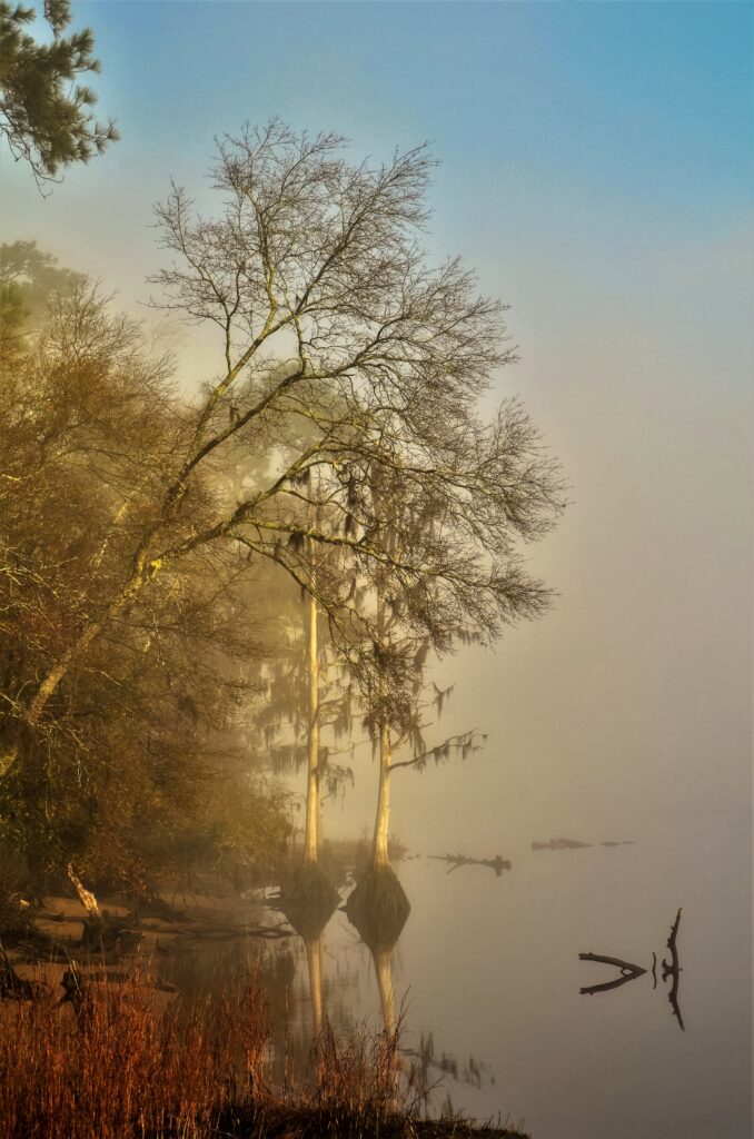 -Dawn-Burness-